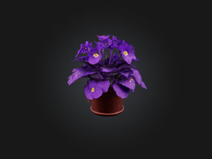 3D model African Violet Model VR / AR / low-poly