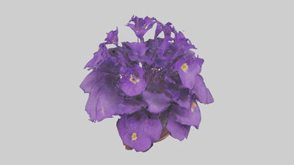 3D model African Violet Model VR / AR / low-poly