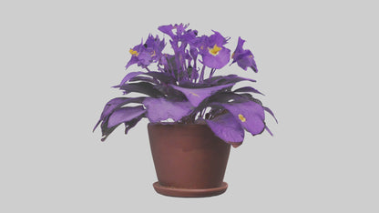3D model African Violet Model VR / AR / low-poly
