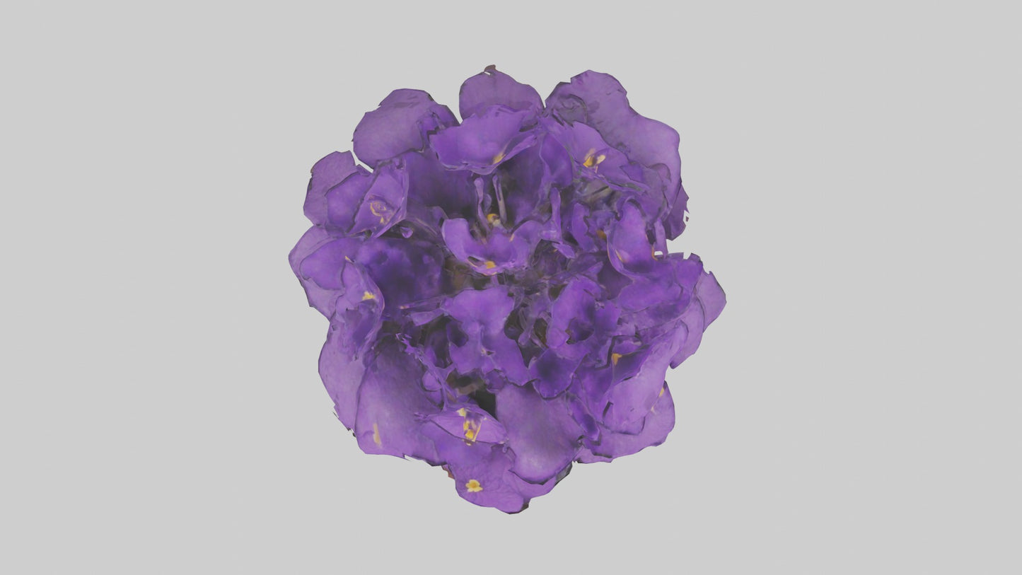 3D model African Violet Model VR / AR / low-poly