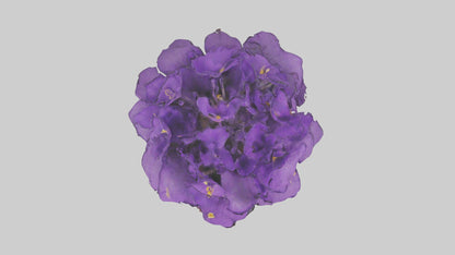 3D model African Violet Model VR / AR / low-poly