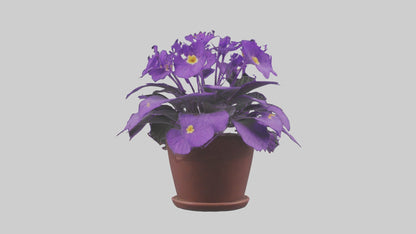 3D model African Violet Model VR / AR / low-poly