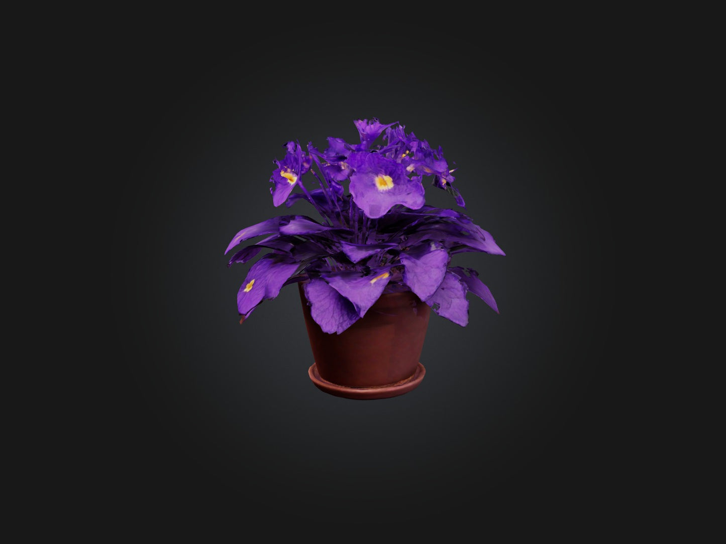3D model African Violet Model VR / AR / low-poly