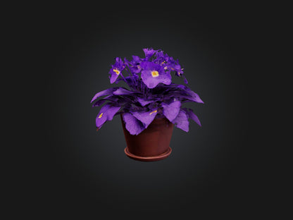 3D model African Violet Model VR / AR / low-poly