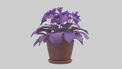 3D model African Violet Model VR / AR / low-poly