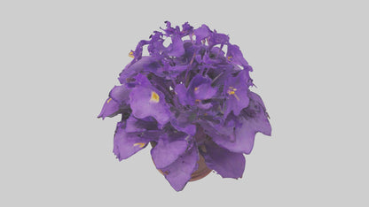 3D model African Violet Model VR / AR / low-poly