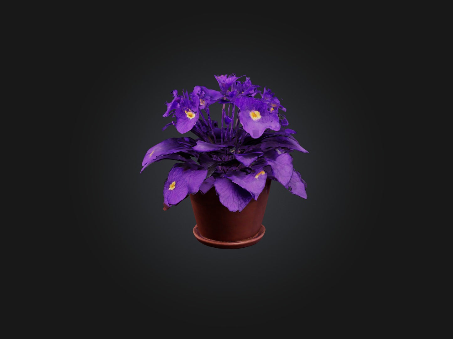 3D model African Violet Model VR / AR / low-poly