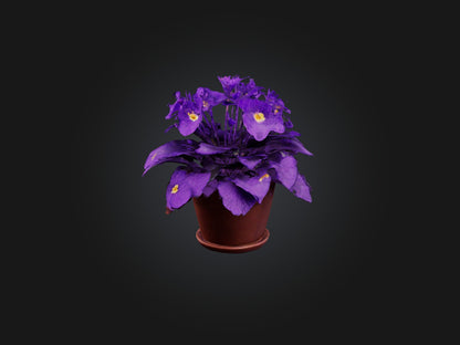 3D model African Violet Model VR / AR / low-poly