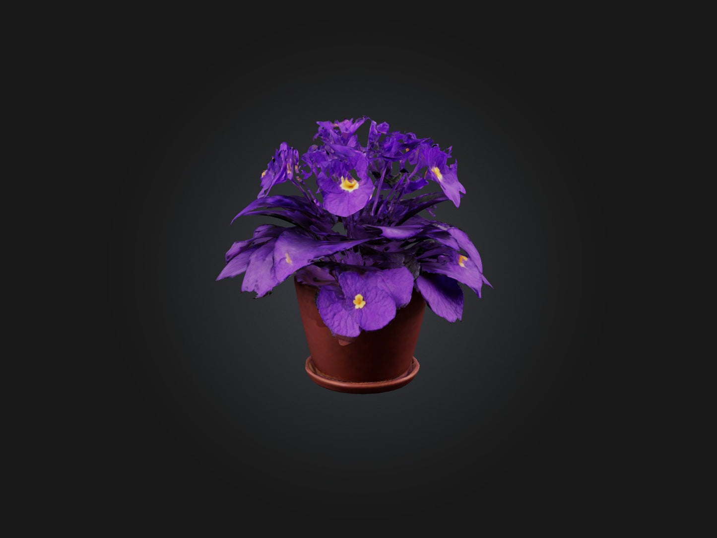 3D model African Violet Model VR / AR / low-poly