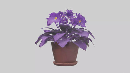 3D model African Violet Model VR / AR / low-poly