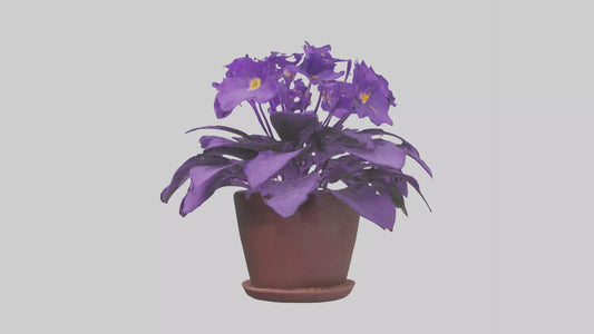 3D model African Violet Model VR / AR / low-poly