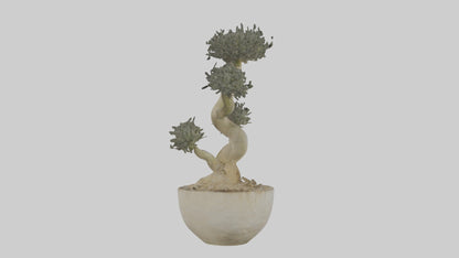 3D model Aglaophotis VR / AR / low-poly