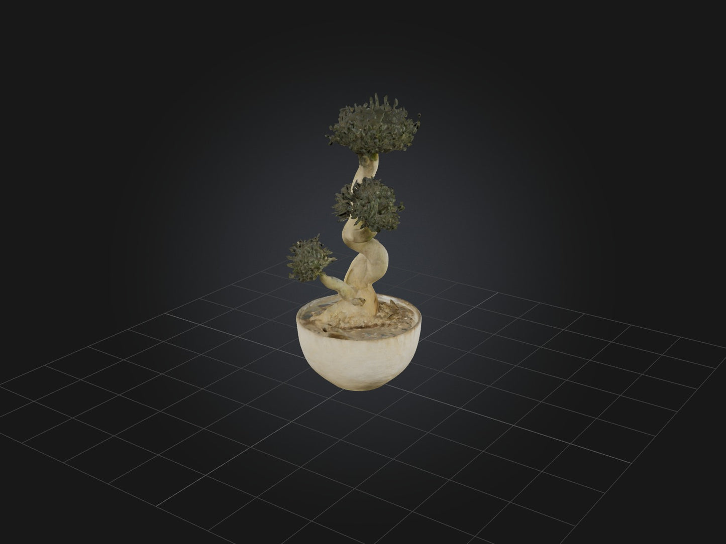 3D model Aglaophotis VR / AR / low-poly