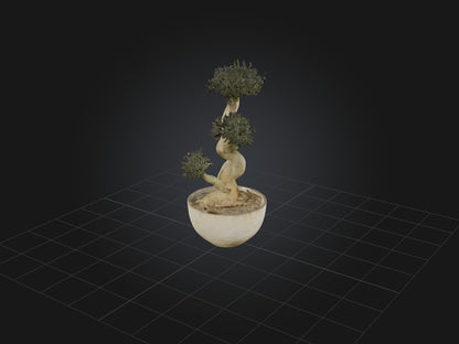 3D model Aglaophotis VR / AR / low-poly