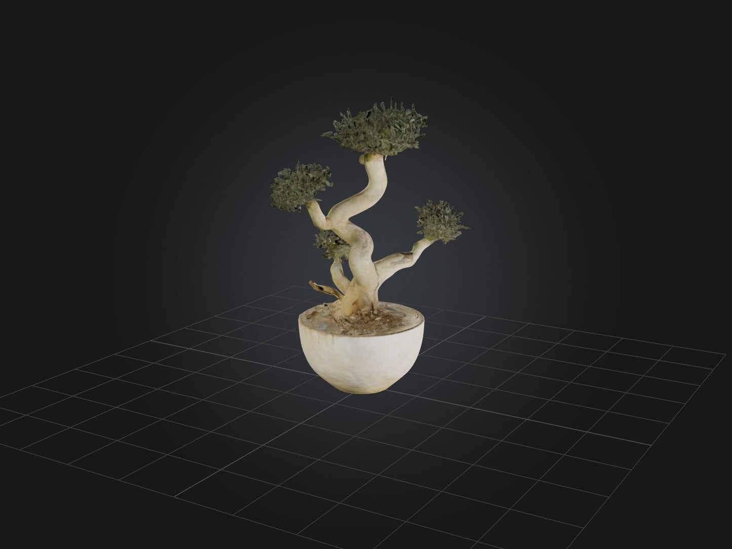 3D model Aglaophotis VR / AR / low-poly