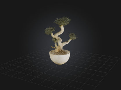 3D model Aglaophotis VR / AR / low-poly