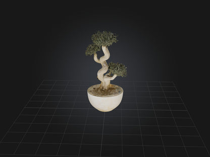 3D model Aglaophotis VR / AR / low-poly