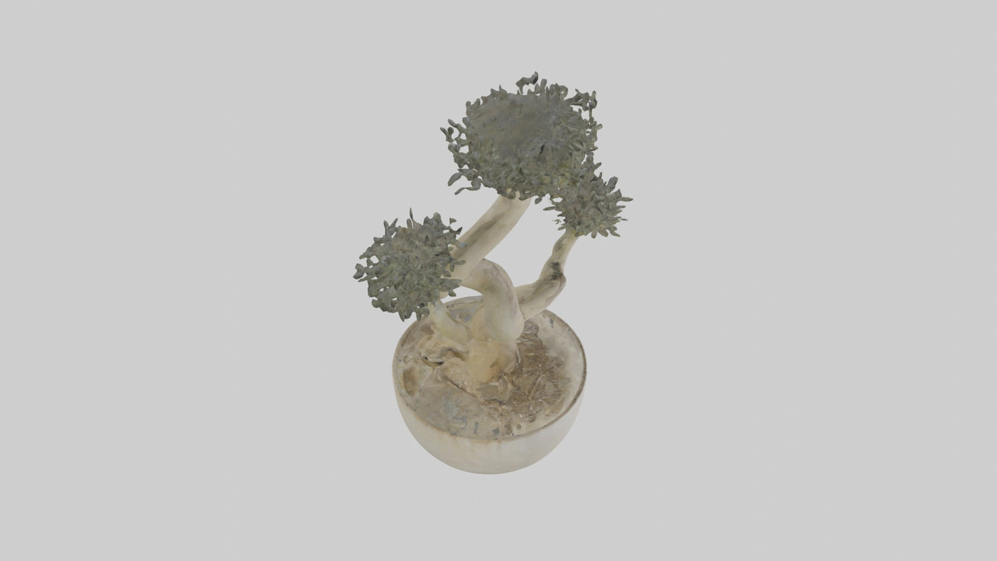 3D model Aglaophotis VR / AR / low-poly