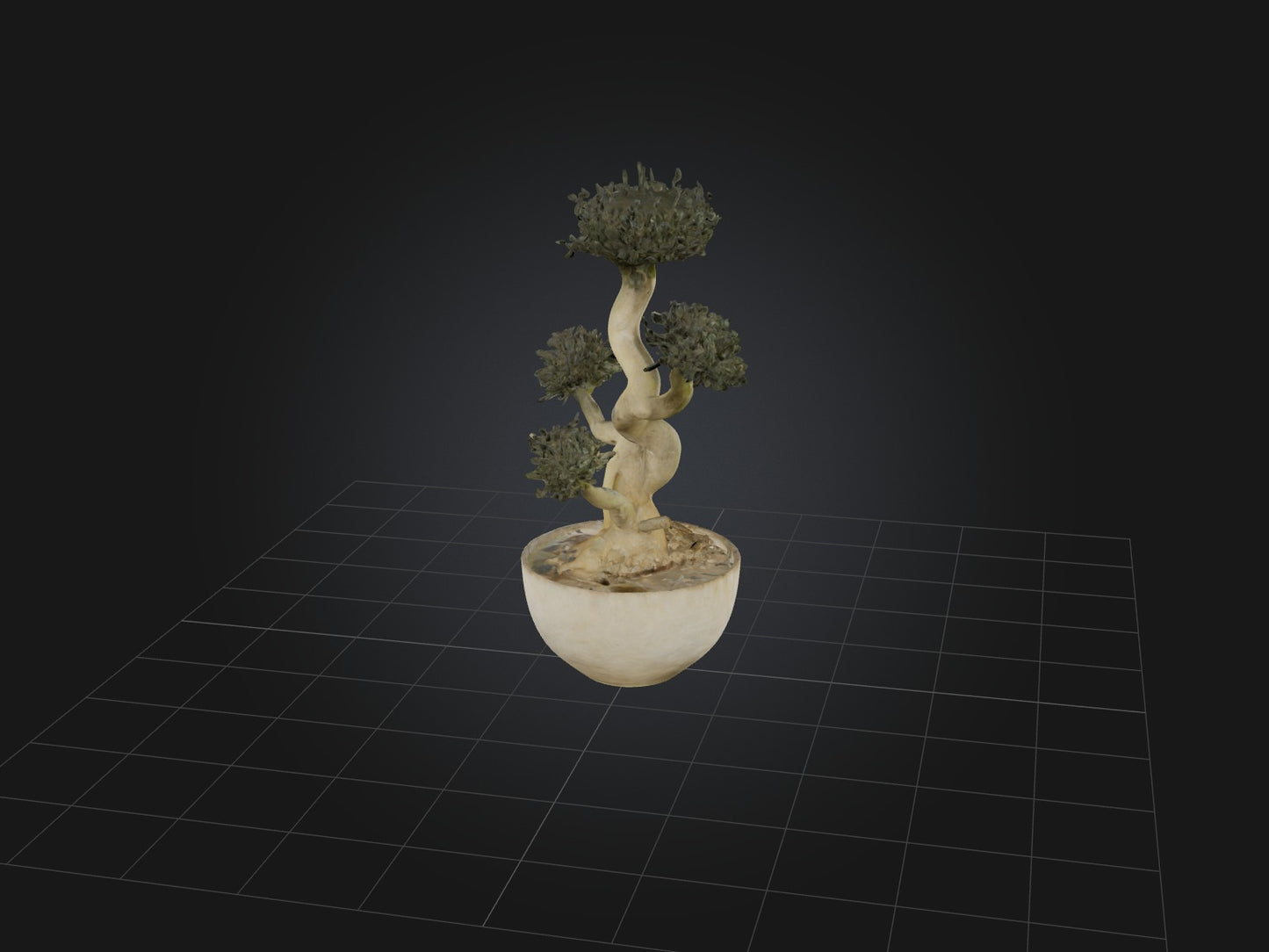 3D model Aglaophotis VR / AR / low-poly