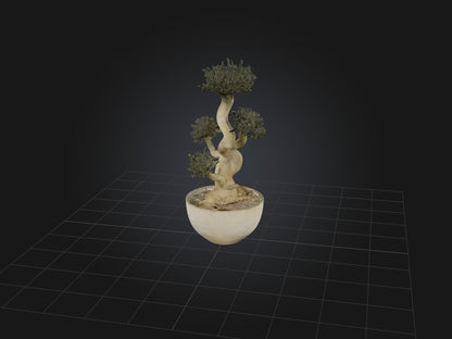 3D model Aglaophotis VR / AR / low-poly