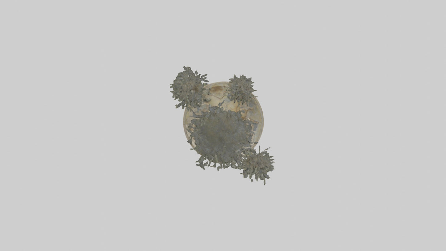 3D model Aglaophotis VR / AR / low-poly