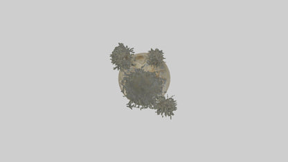 3D model Aglaophotis VR / AR / low-poly