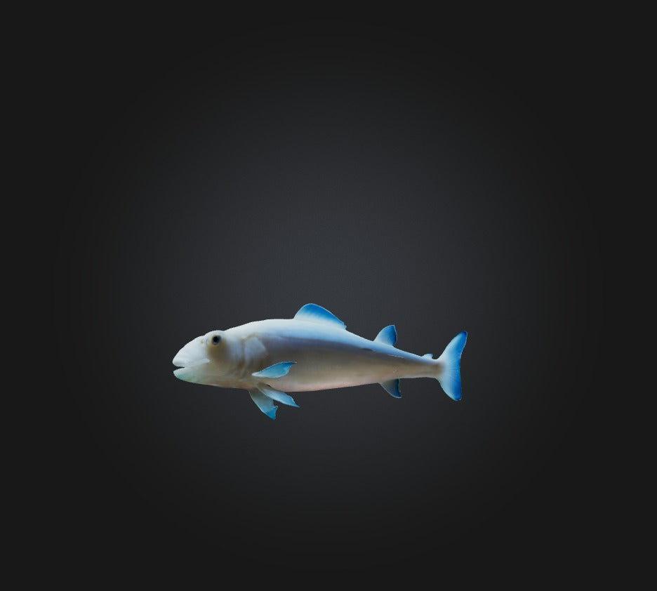 3D model Agnatha Fish VR / AR / low-poly