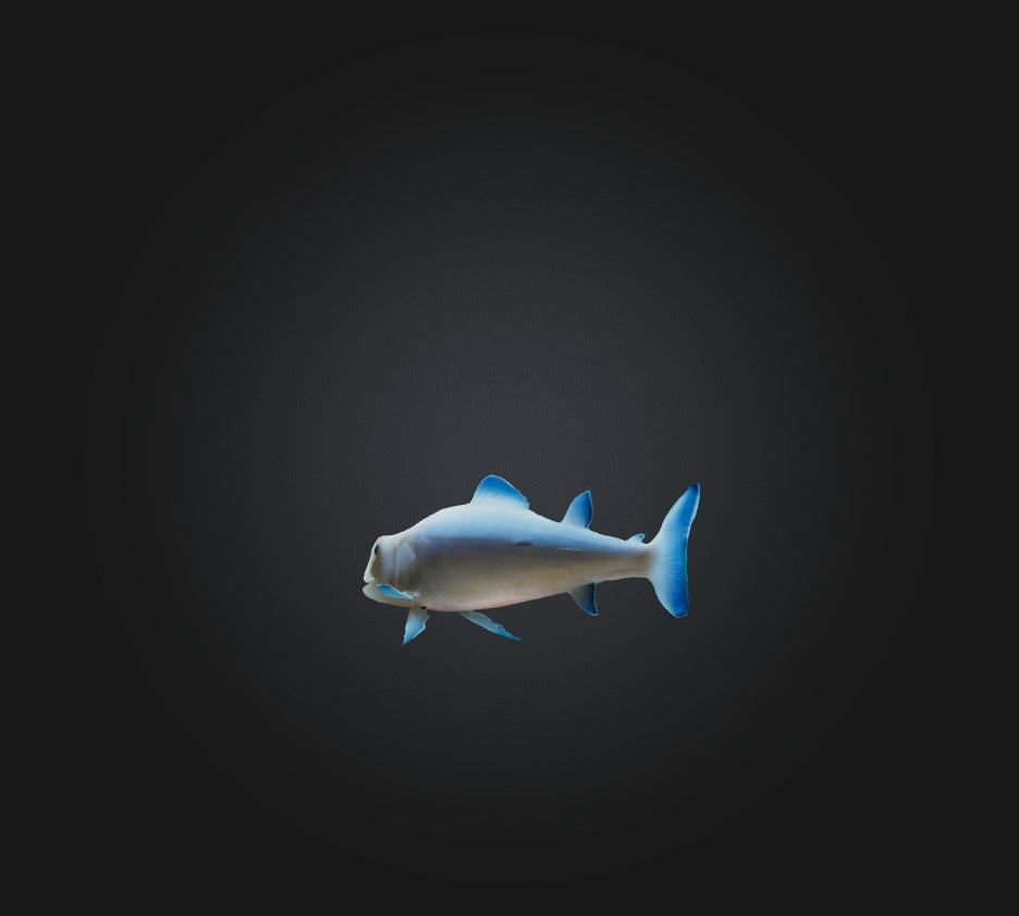 3D model Agnatha Fish VR / AR / low-poly