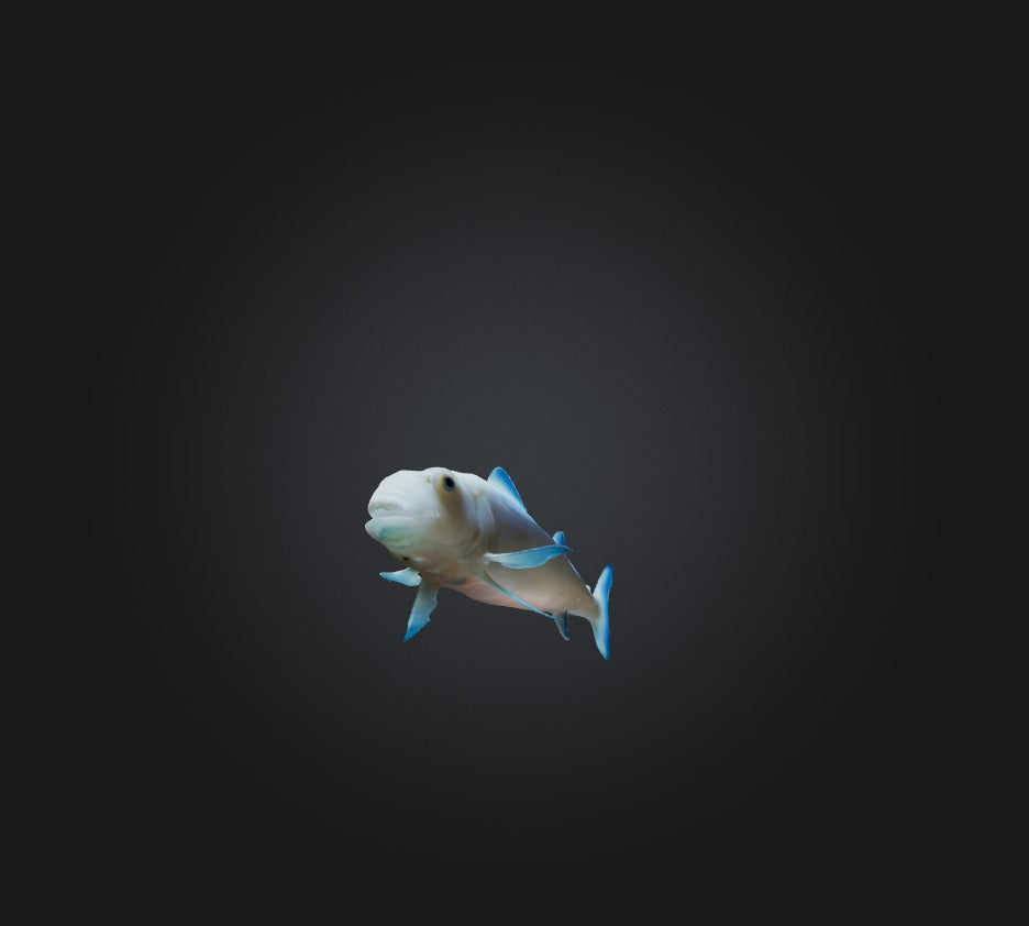 3D model Agnatha Fish VR / AR / low-poly