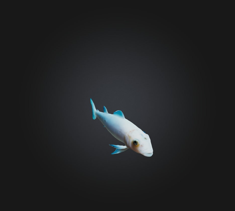 3D model Agnatha Fish VR / AR / low-poly