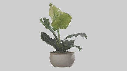 3D model Alocasia Model VR / AR / low-poly