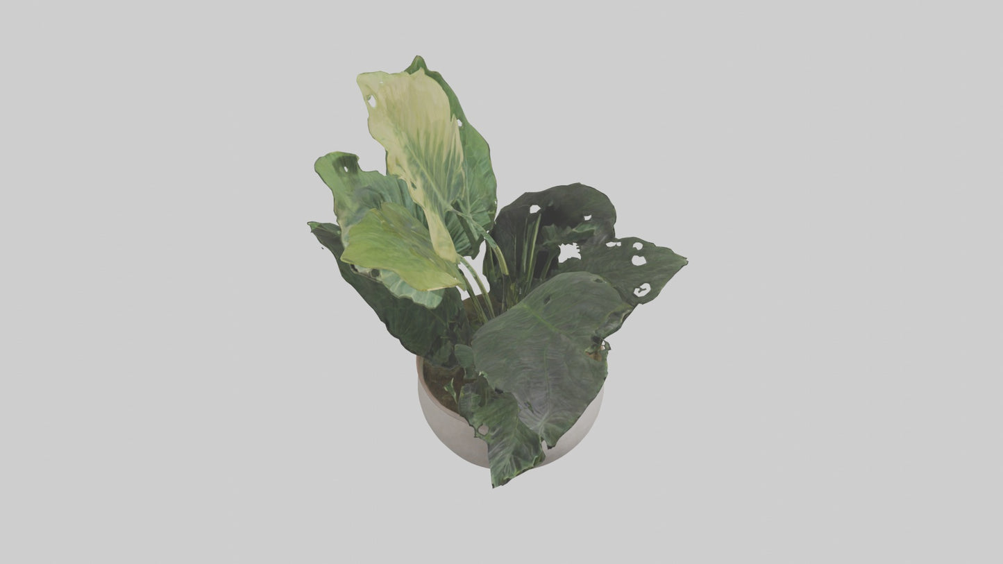 3D model Alocasia Model VR / AR / low-poly