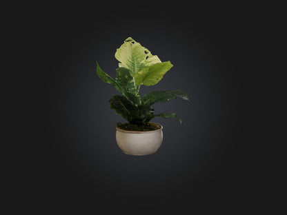 3D model Alocasia Model VR / AR / low-poly