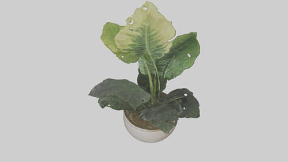 3D model Alocasia Model VR / AR / low-poly
