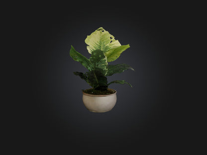 3D model Alocasia Model VR / AR / low-poly