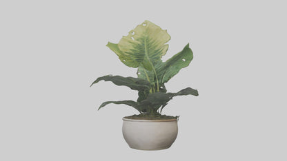 3D model Alocasia Model VR / AR / low-poly