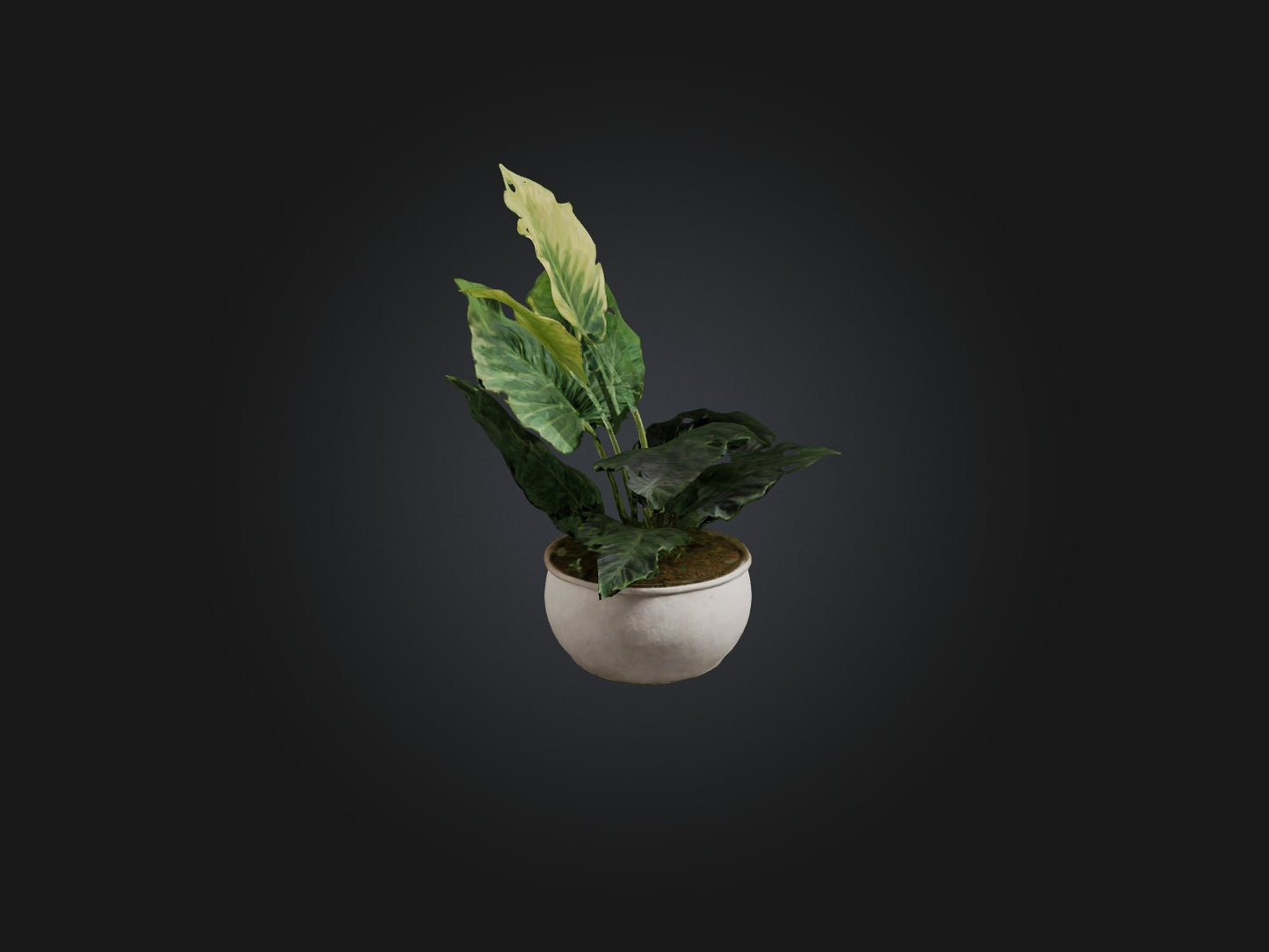 3D model Alocasia Model VR / AR / low-poly
