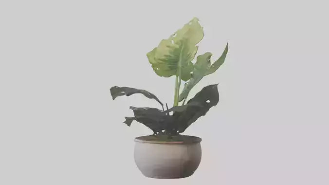 3D model Alocasia Model VR / AR / low-poly