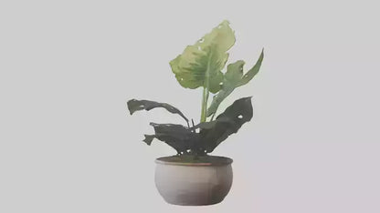 3D model Alocasia Model VR / AR / low-poly