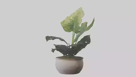 3D model Alocasia Model VR / AR / low-poly