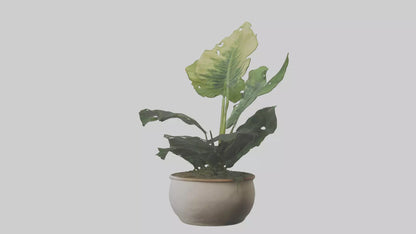 3D model Alocasia Model VR / AR / low-poly