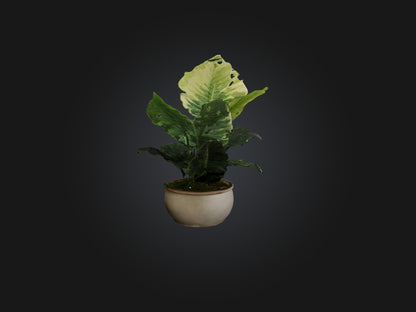 3D model Alocasia Model VR / AR / low-poly