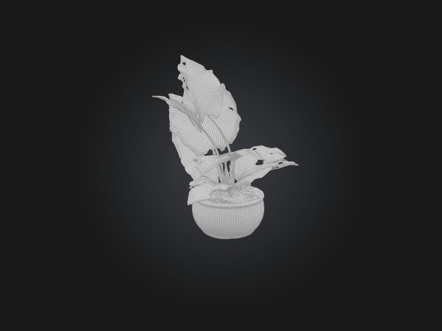 3D model Alocasia Model VR / AR / low-poly