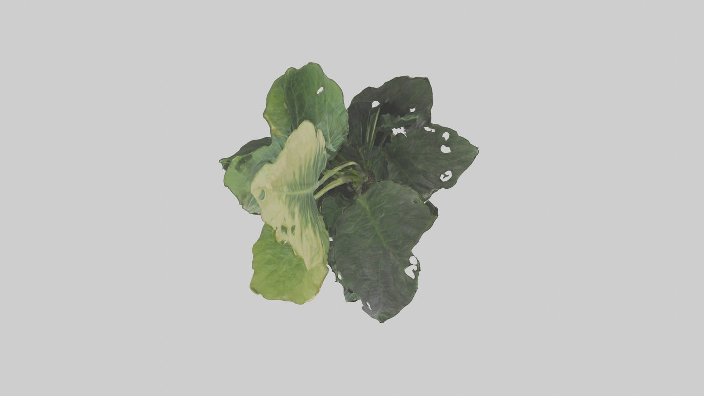 3D model Alocasia Model VR / AR / low-poly