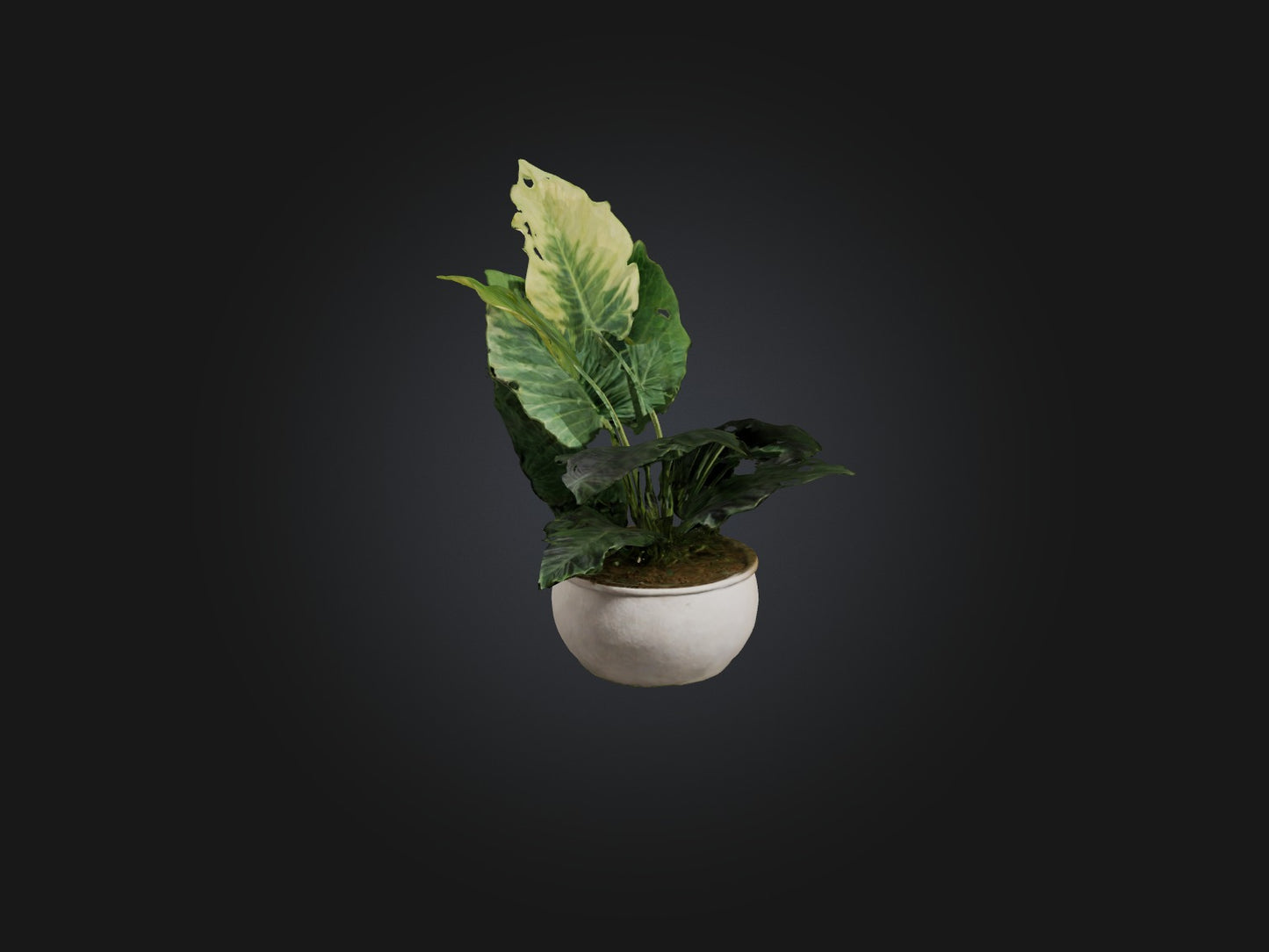 3D model Alocasia Model VR / AR / low-poly