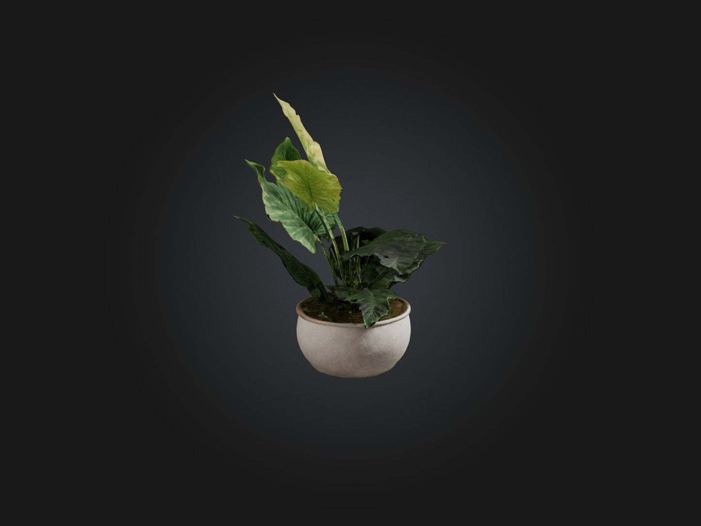 3D model Alocasia Model VR / AR / low-poly