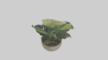 3D model Alocasia Model VR / AR / low-poly