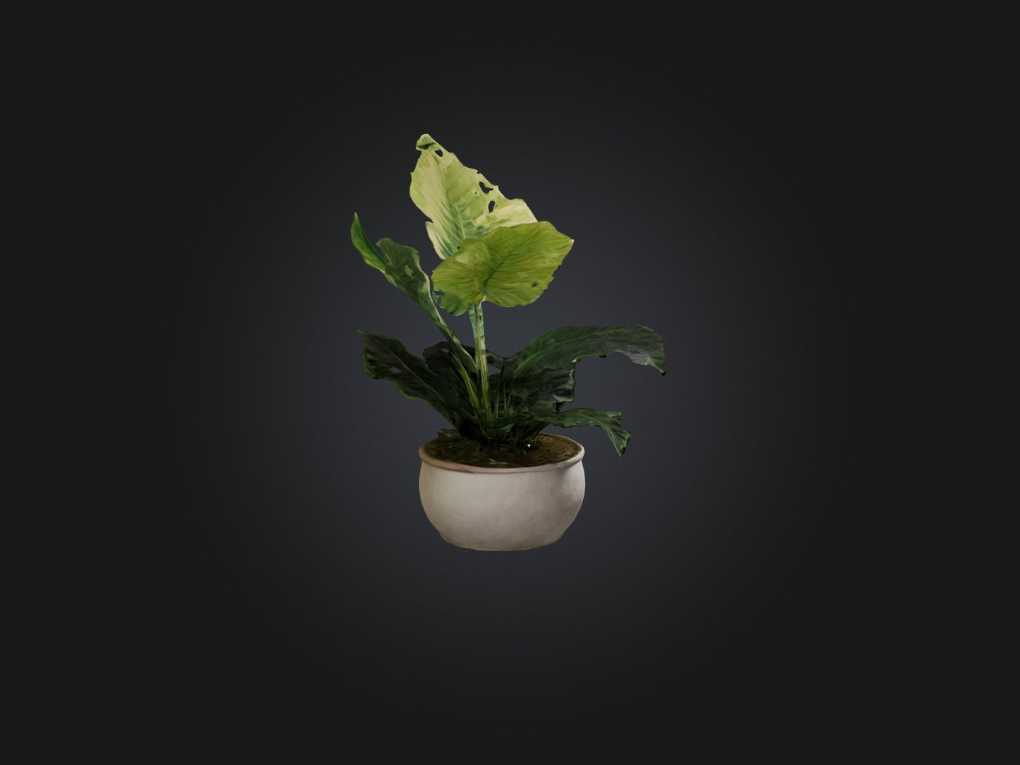 3D model Alocasia Model VR / AR / low-poly