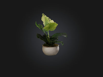 3D model Alocasia Model VR / AR / low-poly