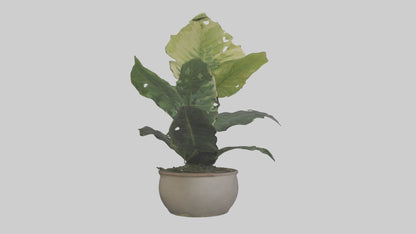 3D model Alocasia Model VR / AR / low-poly